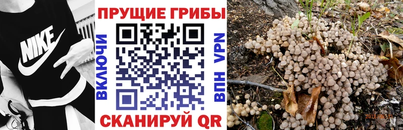 где продают наркотики  Тайга  kraken ONION  Галлюциногенные грибы Psilocybe 